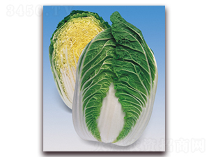 ������-��ײ˷N��-���A�N�I(y��)