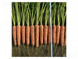 ����-���}���N��-��Ļ��