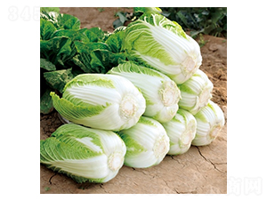 Ļ������-�ײ˷N��-��Ļ��