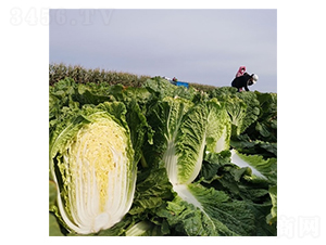 金夏秋月-白菜種子-百幕田