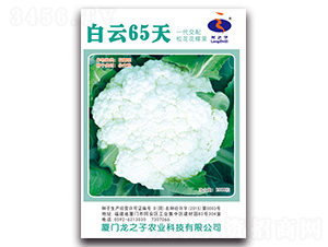 白云65天-松花菜種子-龍之子