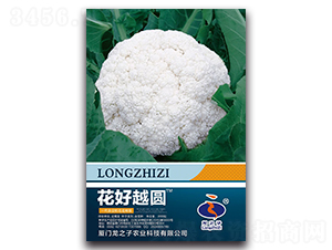 花好越圓-松花菜種子-龍之子