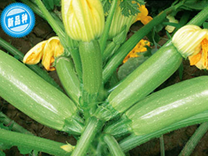 凱旋十二號(hào)-西葫蘆種子-顆賽顆