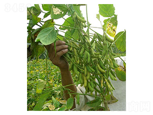 ����100-�󶹷N��-�|���r(n��ng)�I(y��)