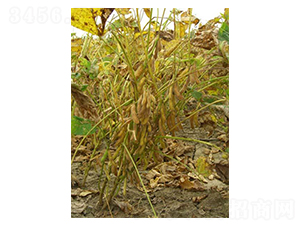 �R��10-�󶹷N��-�|���r(n��ng)�I(y��)