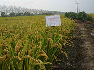 �BŴ9714-Ŵ���N��-�|���r(n��ng)�I(y��)