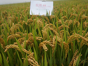 �68-Ŵ���N��-�|���r(n��ng)�I(y��)