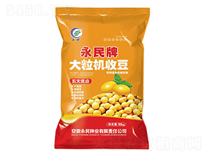 大粒機(jī)收豆-大豆種子-永民種業(yè)