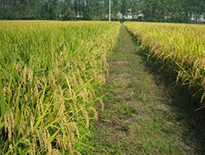 �93̖-ˮ���N��-����N�I(y��)