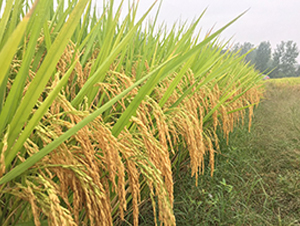 �Ƀ�(y��u)005-ˮ���N��-����N�I(y��)