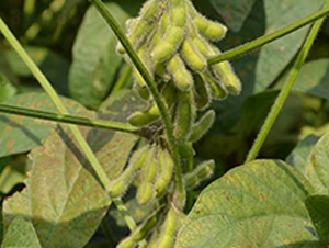 ����15̖(h��o)-�󶹷N��-����N�I(y��)