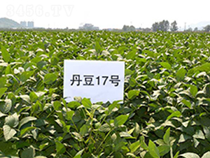 ����17̖(h��o)-�󶹷N��-����N�I(y��)