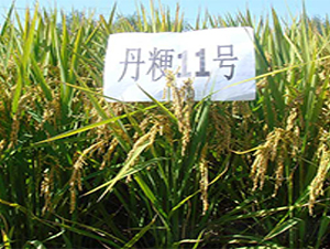 ����11̖-ˮ���N��-����N�I(y��)