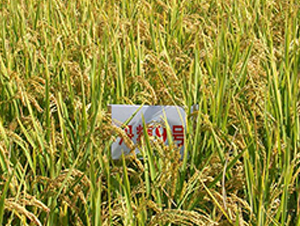 ����9̖-ˮ���N��-����N�I(y��)