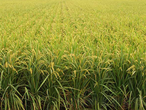 ����18̖-ˮ���N��-����N�I(y��)