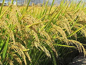 ����17̖-ˮ���N��-����N�I(y��)