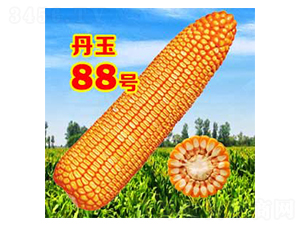 ����88̖(h��o)-���׷N��-����N�I(y��)