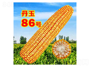 ����86̖-���׷N��-����N�I(y��)