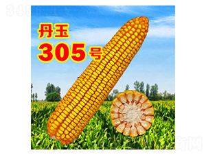 ����305̖-���׷N��-����N�I(y��)