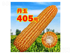 ����405̖(h��o)-���׷N��-����N�I(y��)