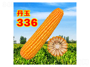 丹玉336-玉米種子-丹玉種業(yè)