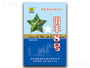 滑豐8號(hào)-玉米種子-豫鑫種業(yè)