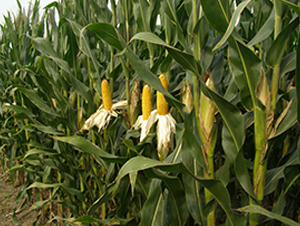 ���r(n��ng)118-���׷N��-���r(n��ng)