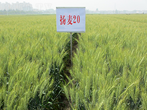 �P(y��ng)��20-С���N��-������