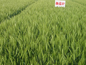 �P(y��ng)��27-С���N��-������