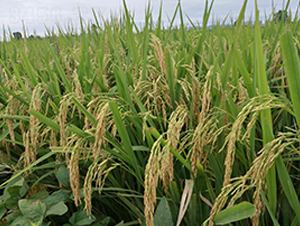 �P��(y��u)��ռ-ˮ���N��-������