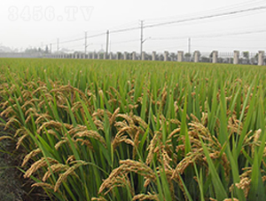 �P��103-ˮ���N��-������