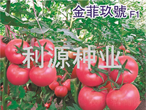 金菲玖號-番茄種子-利源種業(yè)