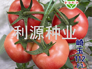 崎玉112-番茄種子-利源種業(yè)
