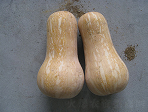 ����388-�ϹϷN��-���y�ϲ�