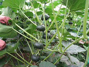 ����156-�ϹϷN��-���y�ϲ�