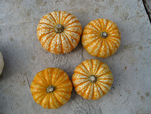 ���301-�ϹϷN��-���y�ϲ�