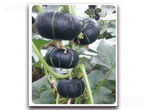 ����102-�ϹϷN��-���y�ϲ�