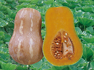 ����5653-�ϹϷN��-���y�ϲ�