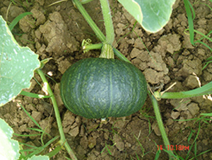 �ھ���̖-�ϹϷN��-���y�ϲ�