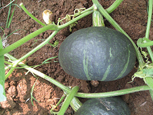 �ھ���̖-�ϹϷN��-���y�ϲ�