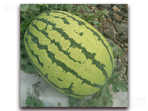 荃銀五號-西瓜種子-荃銀瓜菜