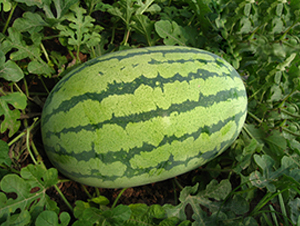 荃銀紅鑫龍-西瓜種子-荃銀瓜菜