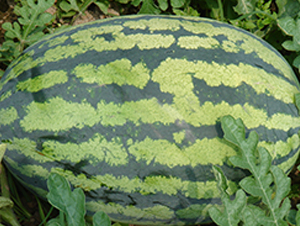 美之冠-西瓜種子-荃銀瓜菜