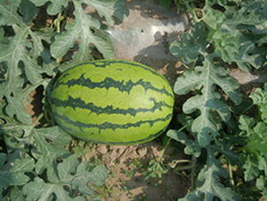 中華綠龍-西瓜種子-荃銀瓜菜