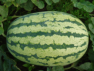 特選西農八號-西瓜種子-荃銀瓜菜