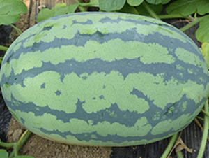 大帝龍-西瓜種子-荃銀瓜菜