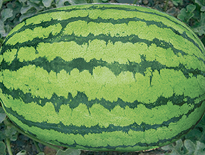 沙漠旱寶-西瓜種子-荃銀瓜菜