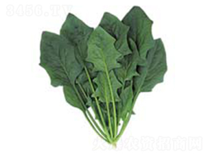 ��(qi��ng)������-���˷N��-������