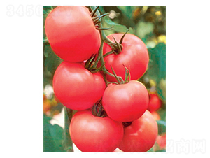 粉冠2號-番茄種子-科立昌