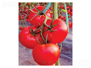 粉冠一號(hào)-番茄種子-科立昌
